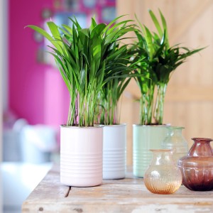 GROW by OBI aranypálma cserépben (Ø 12cm). Szobanövény zöld levelekkel, színes cserepekben.