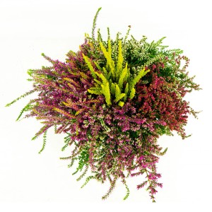 Cserepes Knospenblüher-Heide Five Champs, különböző színekben. Calluna vulgaris hangaféle.
