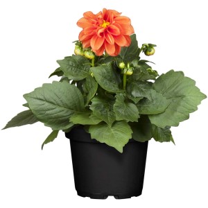 Narancssárga OBI kerti dália cserépben (kb. 12 cm Ø). Dekoratív ágyásnövény napos helyekre.
