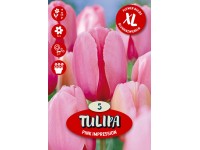 Darwin Pink Impression tulipán virághagyma Darwin Pink Impression tulipán virághagyma