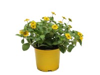 Sanvitalia sárga 10,5 cm Sanvitalia sárga 10,5 cm