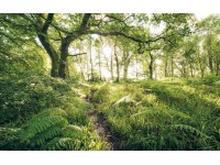 Komar vlies fotótapéta Mystic Path 400 cm x 250 cm