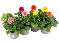 GROW by OBI dália különleges fajták cserépátmérő kb. 13 cm GROW by OBI dália különleges fajták cserépátmérő kb. 13 cm