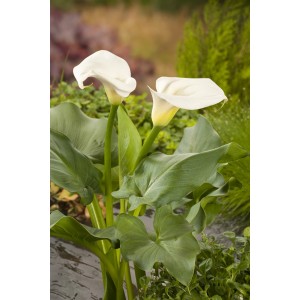 Zantedeschia (Kála) fehér virágokkal és zöld levelekkel cserépben, alkalmas a tópartra.