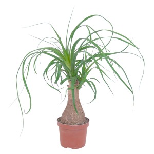GROW by OBI Elefántláb (Beaucarnea Recurvata) barna cserépben, kb. 12 cm átmérőjű.
