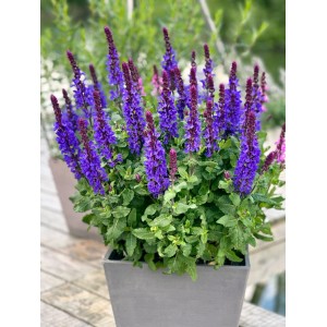 Virágzó ligeti zsálya (Salvia nemorosa) lila-kék virágokkal és zöld lombozattal szürke cserépben. Robusztus évelő.