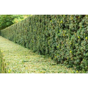 Sűrű, zöld tiszafa sövény (Taxus baccata), ideális a magánélethez és a kerttervezéshez.