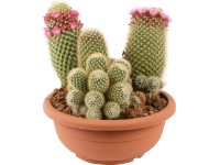 Kaktuszkompozíció cserépben cserépátmérő: kb. 25 cm