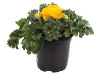 Ázsiai boglárka különböző színekben cserépátmérő: kb. 11 cm.