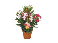 Trio leander cserépátmérő kb. 18 cm Nerium Oleander