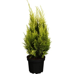 Ivonne sárga kerti ciprus cserépben, kb. 20-30 cm magas. Kúp alakú, sárga tűlevelű örökzöld.