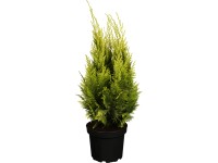 OBI oregoni hamisciprus OBI oregoni hamisciprus