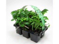 Japán kövérke 6 darabos csomag cserépátmérő: kb. 7 cm Pachysandra terminalis