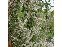 Kínai iszalag fehér mag. kb. 60 cm - 80 cm cser. kb. 17 cm Fallopia aubertii Kínai iszalag fehér mag. kb. 60 cm - 80 cm cser. kb. 17 cm Fallopia aubertii