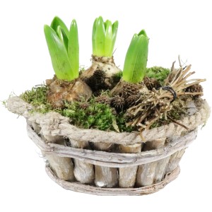 Őszi jácint elrendezés fa edényben (cserép átmérője 18 cm) zöld hajtásokkal és mohával.