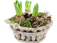 Őszi jácint kompozíció fa kaspóban cserépátmérő: kb. 18 cm