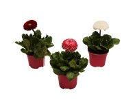 Bellis 9 cm