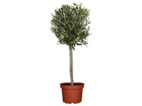 Olajfa magassága kb. 140-150 cm cserépátmérő kb. 24 cm Olea europaea Olajfa magassága kb. 140-150 cm cserépátmérő kb. 24 cm Olea europaea