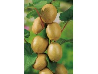 GROW by OBI kivi magasság kb. 90 cm cserép kb. 18 l Actinidia chinensis