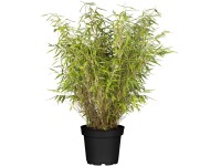 OBI kerti bambusz (Fargesia murielae) magassága 30-40 cm kb.: 2 l-es konténerben OBI kerti bambusz (Fargesia murielae) magassága 30-40 cm kb.: 2 l-es konténerben