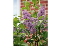 OBI orgona kb. 2 l Syringa OBI orgona kb. 2 l Syringa