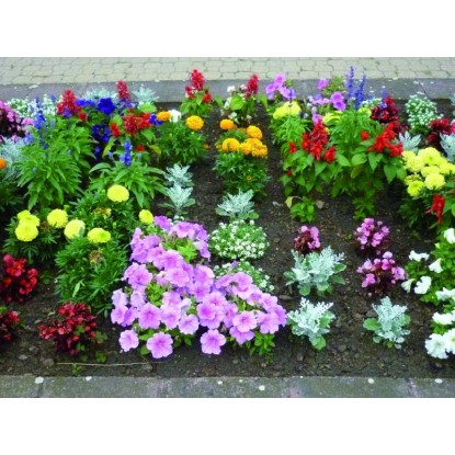 Egynyári mix 9 cm-es cserépben