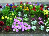 Egynyári mix 9 cm-es cserépben Egynyári mix 9 cm-es cserépben