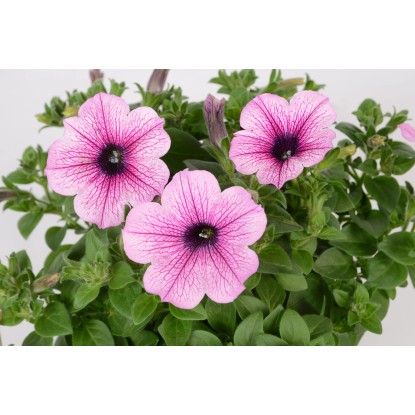 Petúnia 10-es készlet Petunia grandiflora