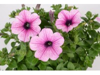 Petúnia 10-es készlet Petunia grandiflora