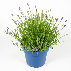 Levendula Essence, 30 cm-es, kék cserépben. Illatos kültéri növény kertbe és erkélyre.
