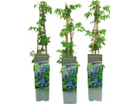 Havasi iszalag liláskék magasság kb. 40 cm - 60 cm cserép kb. 2 l Havasi iszalag liláskék magasság kb. 40 cm - 60 cm cserép kb. 2 l