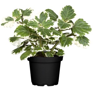 Plectranthus coleoides cserépben, zöld levelek fehér szegéllyel. Dekoratív nyári növény ágyásokba és erkélyekre.