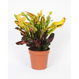 Kroton (Codiaeum variegatum), kb. 65 cm magas, cserépben. Dísznövény többszínű levelekkel.