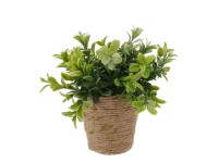 Mica művirág bazsalikom cserépben 20 cm x átmérő 15 cm zöld