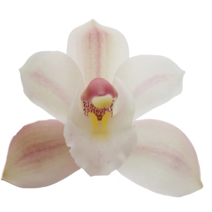 Közeli kép egy fehér Cymbidium orchideáról rózsaszín árnyalatokkal. Elegáns szobanövény.
