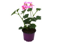 Futómuskátli prémium lila Futómuskátli prémium lila