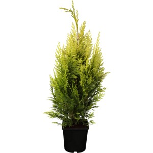 Ivonne hamisciprus cserépben, sárga tűlevelekkel, kb. 50-60 cm magas.