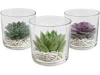 Fáskövirózsa üveg kaspóban cserépátmérő: kb. 13 cm