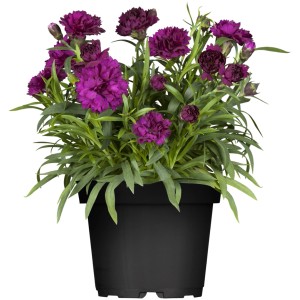 Lila kerti szegfű cserépben, Dianthus caryophyllus, cserepes növény lila virágokkal.