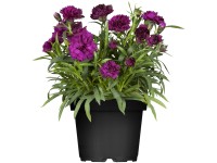 GROW by OBI kerti szegfű lila cserépátmérő kb. 14 cm Dianthus caryophllus GROW by OBI kerti szegfű lila cserépátmérő kb. 14 cm Dianthus caryophllus