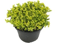 OBI borsos varjúháj sárga cserépátmérő: kb. 12 cm Sedum