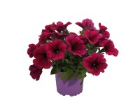 Petúnia lila 10,5 cm cserépben Petúnia lila 10,5 cm cserépben