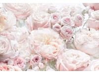 Komar fotótapéta Spring Roses 368 cm x 254 cm Komar fotótapéta Spring Roses 368 cm x 254 cm