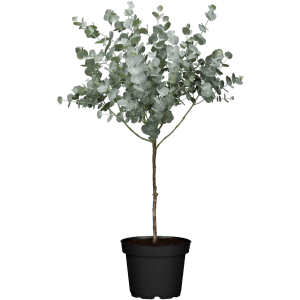 Eukaliptusz Azura törzses cserépben, kb. 15 cm-es cserépátmérő. Ezüstös-zöld levelű dézsás növény.