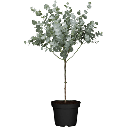 Eukaliptusz Azura fácska dézsás növény cserépátmérő kb. 15 cm