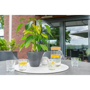 GROW by OBI Chili Fiesta cserépben, kb. 30-35 cm magas, sárga hüvelyekkel az asztalon.