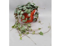 Ámpolna gyertyavirág mag. kb. 15-20 cm cserépátmérő kb. 12 cm Ceropegia woodii