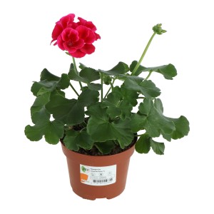 GROW by OBI Muskátli Red Splash cserépben, piros virág. Álló növény erkélyre és kertbe.