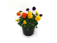 Árvácska 3 töves 14 cm Árvácska 3 töves 14 cm