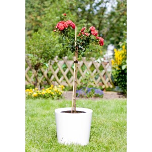 Rózsa cserépben, 60 cm-es bambuszrúddal megtámasztva, mint támaszték a kertben.